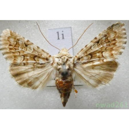 Hadena irregularis (Hufnagel, 1766) Slovakia1i